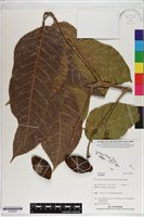 登錄號:S200264藏品圖，第1張