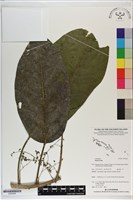 登錄號:S200266藏品圖，第1張