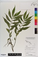 登錄號:S200267藏品圖，第1張