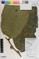 登錄號:S200268藏品圖，第1張