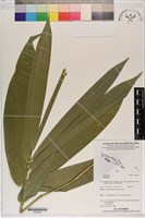 登錄號:S200269藏品圖，第1張