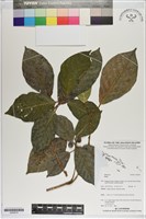 登錄號:S200270藏品圖，第1張