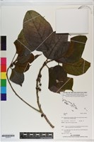 登錄號:S200272藏品圖，第1張