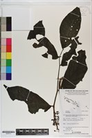 登錄號:S200273藏品圖，第1張