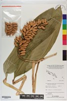 登錄號:S200274藏品圖，第1張