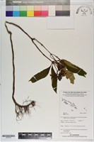 登錄號:S200276藏品圖，第1張