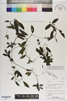 登錄號:S200277藏品圖，第1張