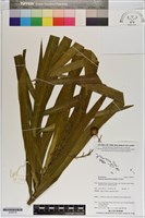 登錄號:S200279藏品圖，第1張