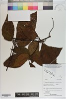 登錄號:S200280藏品圖，第1張