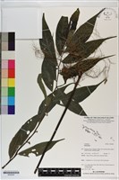 登錄號:S200282藏品圖，第1張