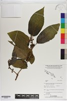 登錄號:S200284藏品圖，第1張