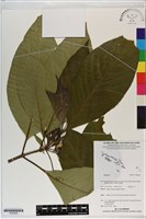 登錄號:S200286藏品圖，第1張