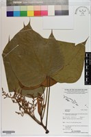 登錄號:S200290藏品圖，第1張