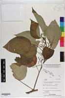 登錄號:S200291藏品圖，第1張