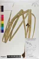 登錄號:S200296藏品圖，第1張