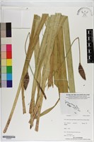 登錄號:S200297藏品圖，第1張