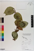 登錄號:S200299藏品圖，第1張