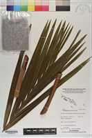 黃椰子藏品圖，第2張