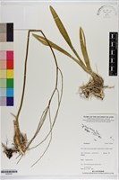 登錄號:S200301藏品圖，第1張