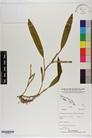 登錄號:S200304藏品圖，第1張