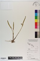 登錄號:S200305藏品圖，第1張