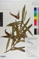 萬年青藏品圖，第1張