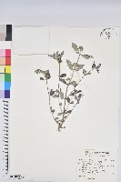 飛揚草藏品圖，第1張