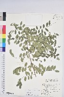 多花油柑、白仔藏品圖，第1張