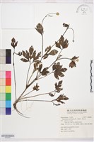水辣菜、禺毛茛藏品圖，第1張