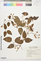 麥氏鐵線蓮藏品圖，第1張