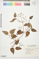 麥氏鐵線蓮藏品圖，第1張