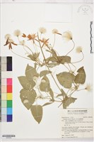 田代氏鐵線蓮藏品圖，第4張