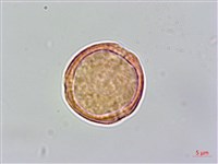 田代氏鐵線蓮藏品圖，第1張