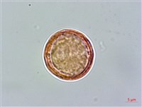 田代氏鐵線蓮藏品圖，第3張