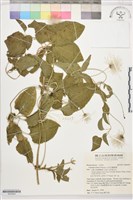 田代氏鐵線蓮藏品圖，第1張