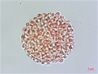 琉球黃楊藏品圖，第2張