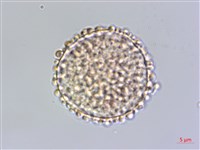 琉球黃楊藏品圖，第3張