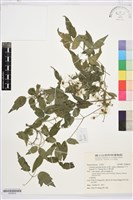 梨山小蓑衣藤藏品圖，第1張