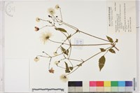 小木通藏品圖，第1張