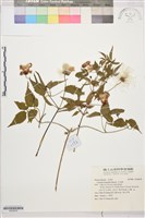 小木通藏品圖，第1張