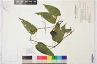 亨利氏鐵線蓮藏品圖，第1張