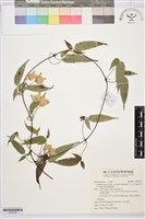 森氏鐵線蓮藏品圖，第1張