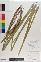 登錄號:S200783藏品圖，第1張