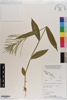 登錄號:S200785藏品圖，第1張