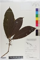 登錄號:S200786藏品圖，第1張