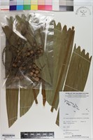 登錄號:S200787藏品圖，第1張