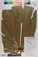 登錄號:S200787藏品圖，第2張