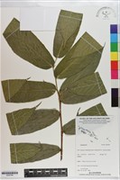 登錄號:S200789藏品圖，第1張