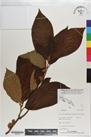 登錄號:S200790藏品圖，第1張