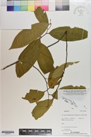 登錄號:S200791藏品圖，第1張